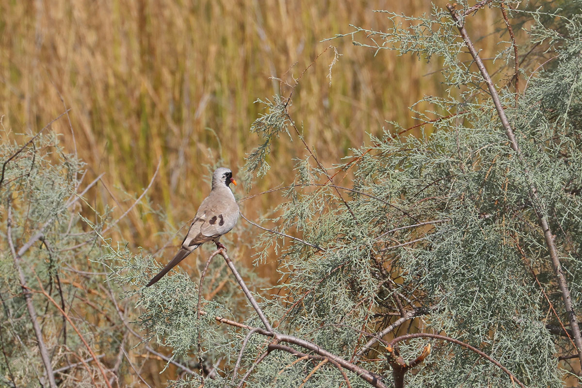 Namaqua Dove